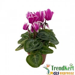 Ciklámen normál sötét lila - fehér -  Cyclamen Midi Dark Lilac White Ciklámen normál sötét lila - fehér -  Cyclamen Midi Dark Lilac White