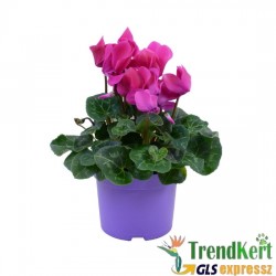 Ciklámen normál lila -  Cyclamen Midi Lilac Ciklámen normál lila -  Cyclamen Midi Lilac