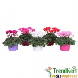 Ciklámen normál mix -  Cyclamen Midi Mix 5db Ciklámen normál mix -  Cyclamen Midi Mix 5db