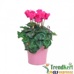 Ciklámen normál neon pink -  Cyclamen Midi Neon Pink Ciklámen normál neon pink -  Cyclamen Midi Neon Pink