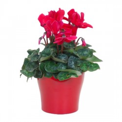 Ciklámen normál piros - Cyclamen Midi Rot Ciklámen normál piros - Cyclamen Midi Rot