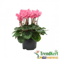 Ciklámen normál halvány rózsaszín - Cyclamen Midi Salmon Pink Ciklámen normál halvány rózsaszín - Cyclamen Midi Salmon Pink
