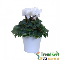 Ciklámen normál halvány rózsaszín - Cyclamen Midi White Ciklámen normál halvány rózsaszín - Cyclamen Midi White