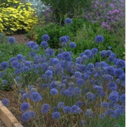 Díszhagyma éjkék kompakt  - Allium caeruleum