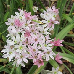 Díszhagyma fehér - rózsaszín kompakt  - Allium cameleon