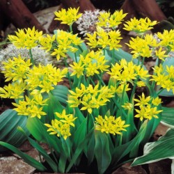 Díszhagyma sárga kompakt  - Allium Yellow Fantasy