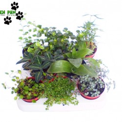 Alacsony kúszó, futó növény mix - Winder Plant Mix (8 O)