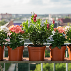 Kis balkon növény csomag árnyékosabb helyre 10 db