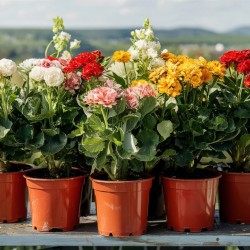 Közepes balkon növény csomag napos helyre 20 db