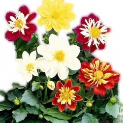 Dália Dili tarka virágú csomag - Dahlia Dili Bicolor Mix (8 O)