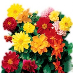 Dália Dili csomag - Dahlia Dili Mix (8 O)
