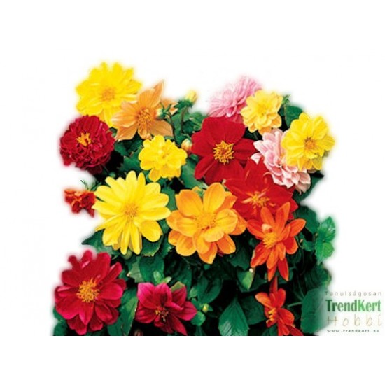 Dália Dili csomag - Dahlia Dili Mix (8 O)