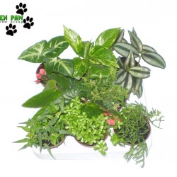 Esőerdei növény mix - Jungle Plant Mix (8 O)