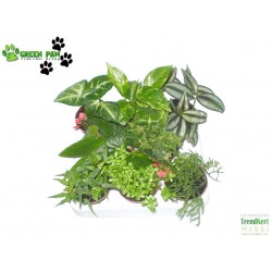 Esőerdei növény mix - Jungle Plant Mix (8 O) Esőerdei növény mix - Jungle Plant Mix (8 O)