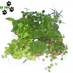 Esőerdei növény mix zöld - Jungle Plant Mix (8 O)