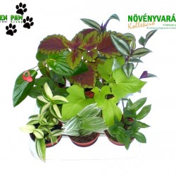 Gyermekeknek növény Mix - Kids plant Mix (8 O)
