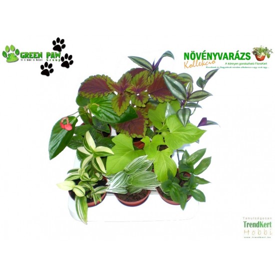 Gyermekeknek növény Mix - Kids plant Mix (8 O)