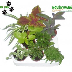 Gyermekeknek növény Mix - Kids plant Mix (8 O)