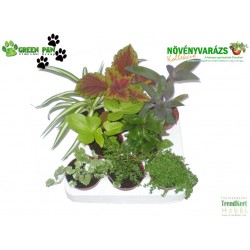 Gyermekeknek növény Mix - Kids plant Mix (8 O) Gyermekeknek növény Mix - Kids plant Mix (8 O)
