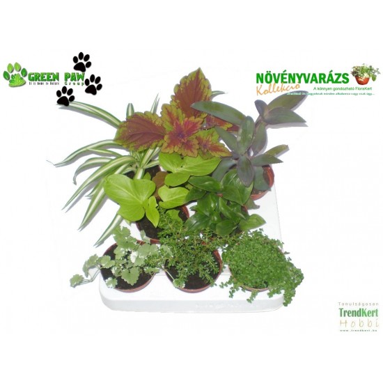 Gyermekeknek növény Mix - Kids plant Mix (8 O) Gyermekeknek növény Mix - Kids plant Mix (8 O)