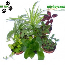 Gyermekeknek növény Mix - Kids plant Mix (8 O)