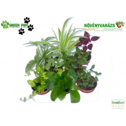 Gyermekeknek növény Mix - Kids plant Mix (8 O) Gyermekeknek növény Mix - Kids plant Mix (8 O)