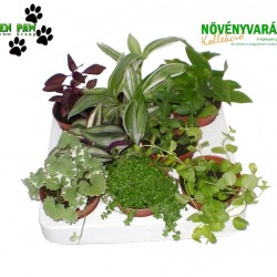 Gyermekeknek növény Mix - Kids plant Mix (9 O)
