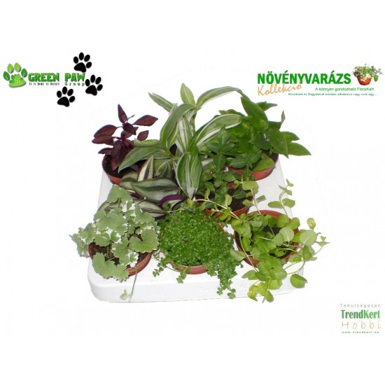 Gyermekeknek növény Mix - Kids plant Mix (9 O)