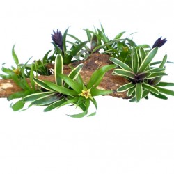 Mini Bromélia csomag01 - 3 különböző növény (5.5 O)