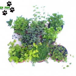 Minilevelű növény mix - Nano Plant Mix (8 O)