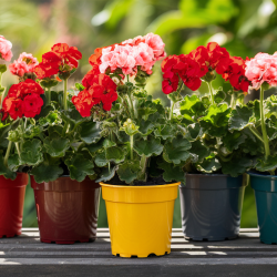 Kis álló, bokros muskátli növény csomag  10 db