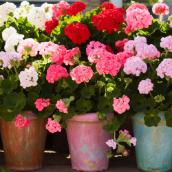 Közepes álló, bokros muskátli növény csomag  20 db