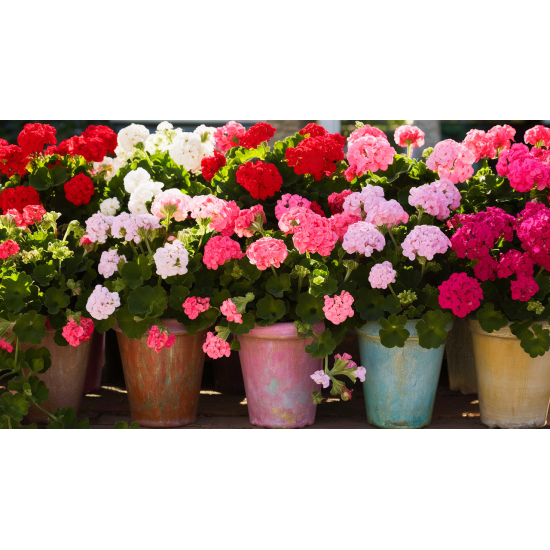 Közepes álló, bokros muskátli növény csomag  20 db