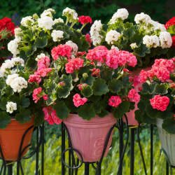 Kis álló nélküli csüngő muskátli növény csomag  10 db