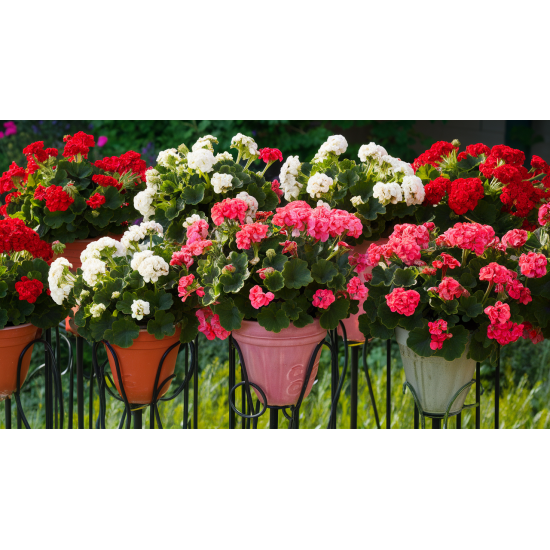 Kis álló nélküli csüngő muskátli növény csomag  10 db