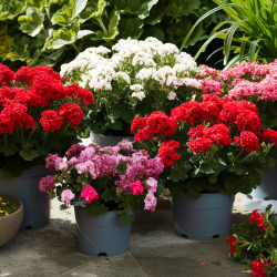 Közepes álló nélküli csüngő muskátli növény csomag  20 db