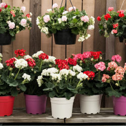 Kis álló, csüngő muskátli növény csomag  10 db