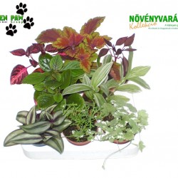 Növényvarázs Hanna (9 O)