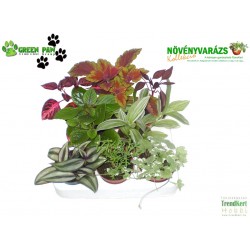 Növényvarázs Hanna (9 O)