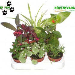 Növényvarázs Tília (8 O)