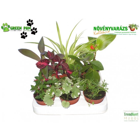 Növényvarázs Tília (8 O)