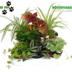 Növényvarázs Vanessza (8 O)