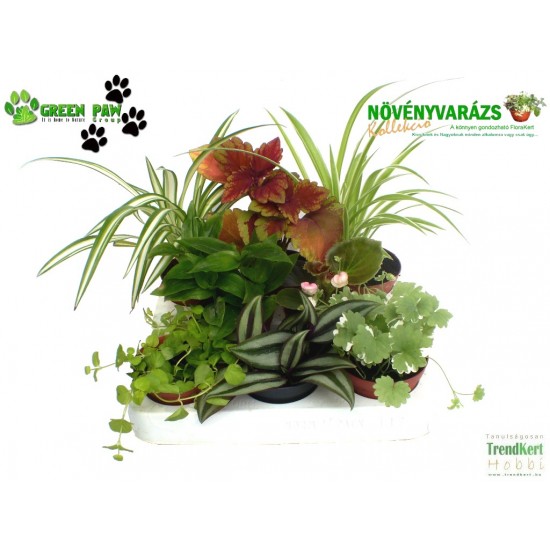 Növényvarázs Vanessza (8 O)