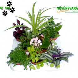 Növényvarázs Vivien (8 O)