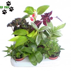 Trópusi növény Mix - Tropic plant Mix (8 O)