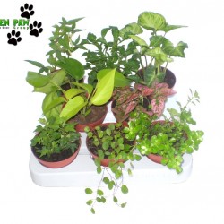 Trópusi növény Mix - Tropic plant Mix (8 O)