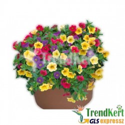 Mini petúnia - Calibrachoa Karneval 3az1-ben Mini petúnia - Calibrachoa Karneval 3az1-ben