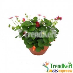 Csüngő eper, balkonra - Fragaria Toscana Csüngő eper, balkonra - Fragaria Toscana