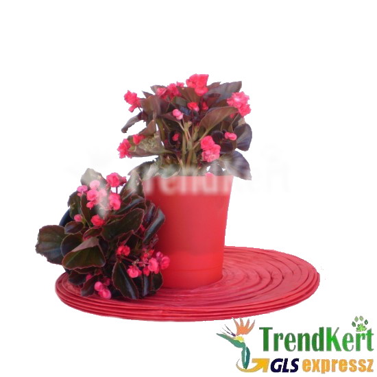 Begónia, Piros teltvirágú - Begonia Doublet Hot Root