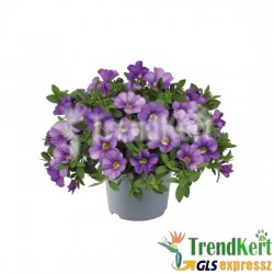 Mini petúnia kék - Calibrachoa Balkoni Blue Mini petúnia kék - Calibrachoa Balkoni Blue